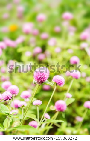 pink spring flowers in garden