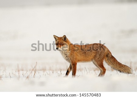 Fox on white background