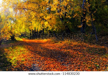 Beautiful autumn landscape. Fall season.