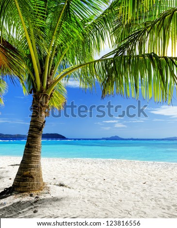 Green tree on  white sand beach. Malcapuya island, Palawan, Philippines.