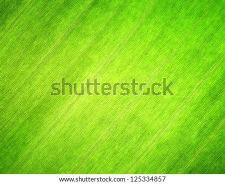 Texture Of Green Leaf. Nature Background.
