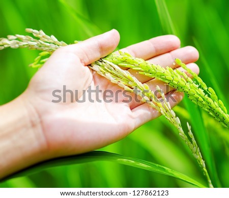 Green rice in woman\'s hands.