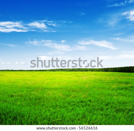 Beautiful Grass Landscape