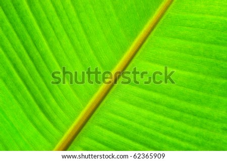 Banana tree leaf. Nature background.