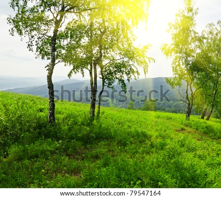 green birch tree in sunlight