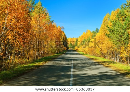 Road in golden autumn forest.