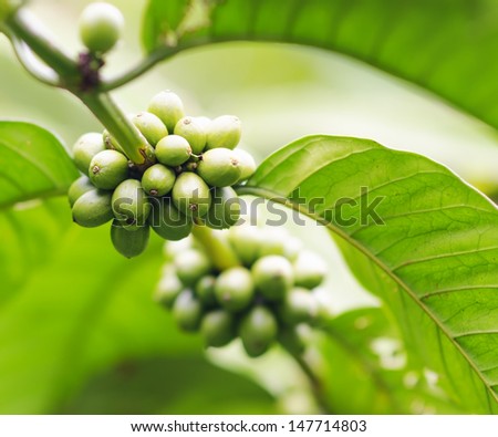 Coffee beans on the branch. Robusta Coffee.