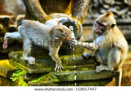 Monkeys In A Stone Temple. Bali Island, Indonesia.