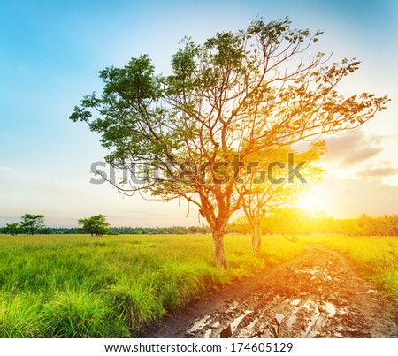 A tree at sunset time. Summer landscape.