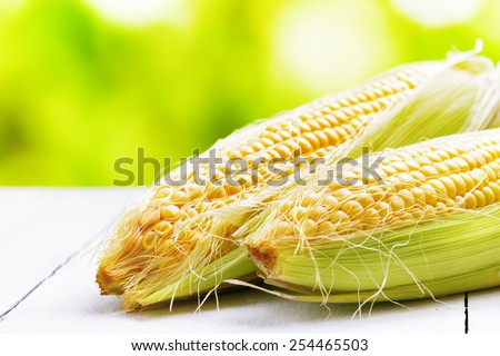 Two corn cobs on a garden table.