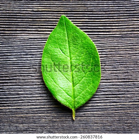 Green leaf lying on black wooden board. Natural and organic eco-friendly concept. Top view.