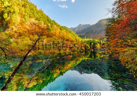 Fantastic view of fall woods reflected in the Five Flower Lake (Multicolored Lake), Jiuzhaigou nature reserve (Jiuzhai Valley National Park), China. Submerged tree trunks are visible in crystal water.