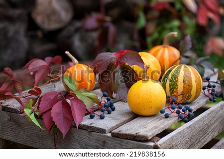 Autumn still life of decorative pumpkins, wild grapes and autumn leaves on a wooden surface