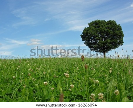 Landscape scenery with solitary tree