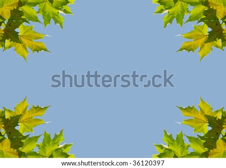 Background with sycamore leaves