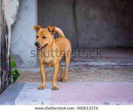 Young yellow dog in front of an abandon house