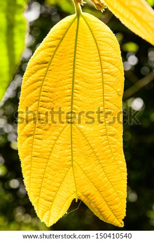 gold leaf  on Bokhe black background
