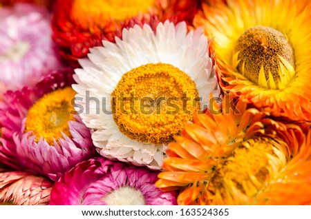 Floral chaos abstract collage from simple summer flowers background