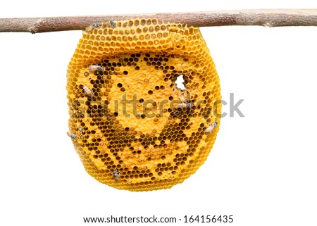 Honeycomb close up isolate on white
