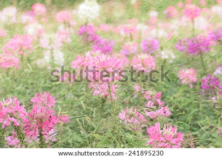 spider flowers in garden on mulberry paper texture style