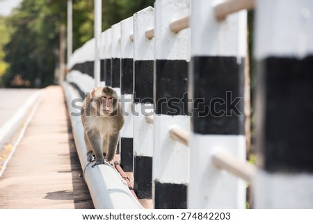 Monkey walking on the bridge