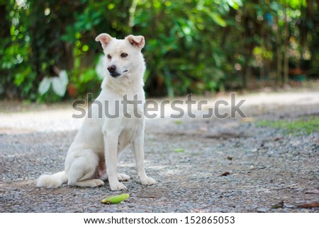 Thai white dog sitting on the gravel surface with green garden background and waiting