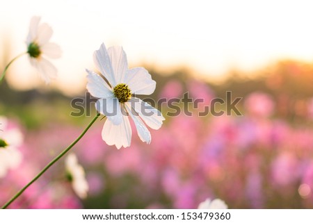 White Cosmos flower in the morning with sun light