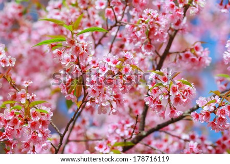 Wild Himalayan Cherry in Thailand