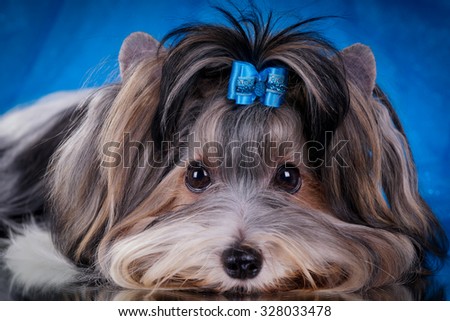 Cute dog Biewer york, blue bow