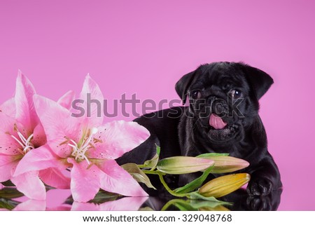 Funny little pug dog on a pink background with a flower orchid