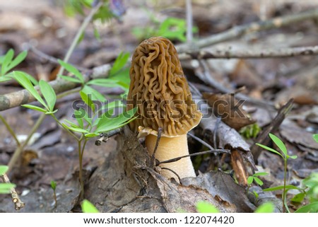 Morel mushroom and green grass in last year\'s leaves