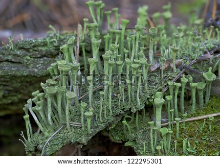 Lichen on an old log