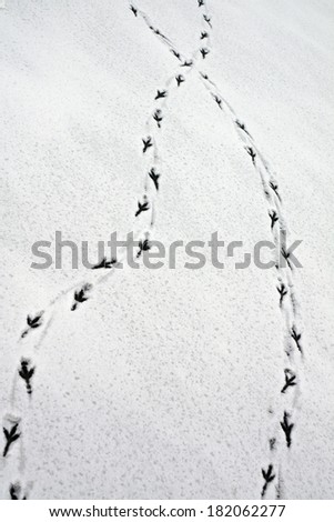 Many traces of a large bird in the snow during a thaw