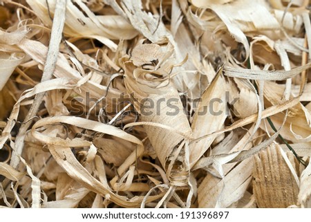 Wood shavings obtained after processing the pine tree