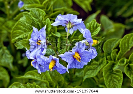 Potato purple flowers on a background of green leaves