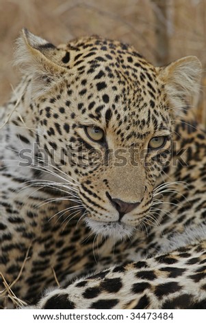 Leopard laying and look sideways, left ear in flat position -aggression