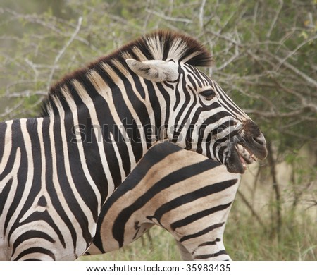 Zebra Side On