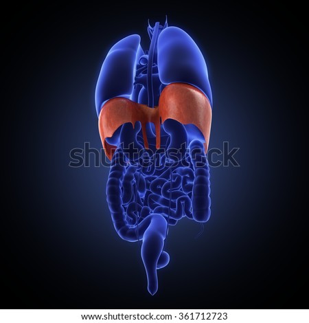 Diaphragm Human Organ Stock Photo 361712723 : Shutterstock