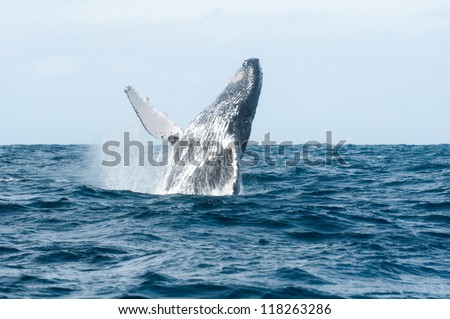 jumping humpback whale out of the Ocean