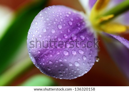 Tulip petal with water drops