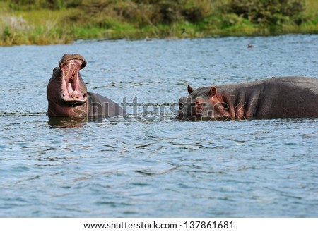 young hippopotamus and mother  in the water.