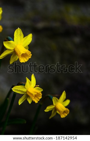 Close up of yellow daffodil isolated on brick wall
