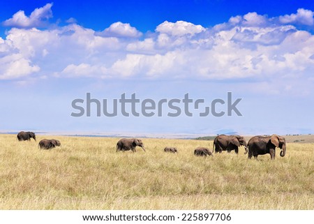 Elephants herd on savanna. Safari in Kenya, Africa