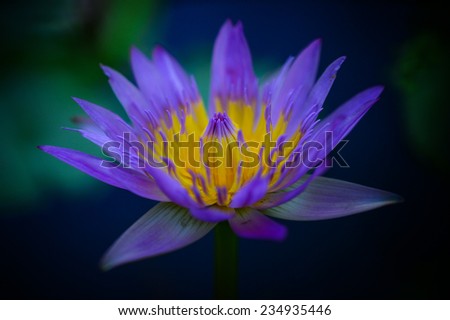 Beautiful purple water lily