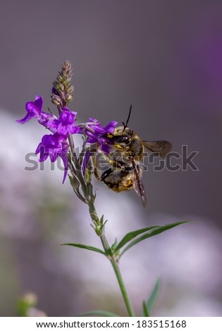 European Wool carder Bee (Anthidium manicatum)  collecting pollen from a purple flower with soft pink natural background