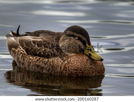 Female duck resting in calm water