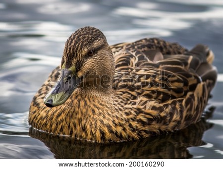 Female duck resting in calm water