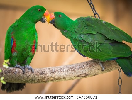 Beautiful Green parrots sharing food.