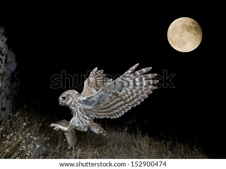 Owl With Moon