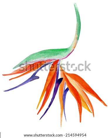 watercolor drawing of an exotic bird of paradise flower